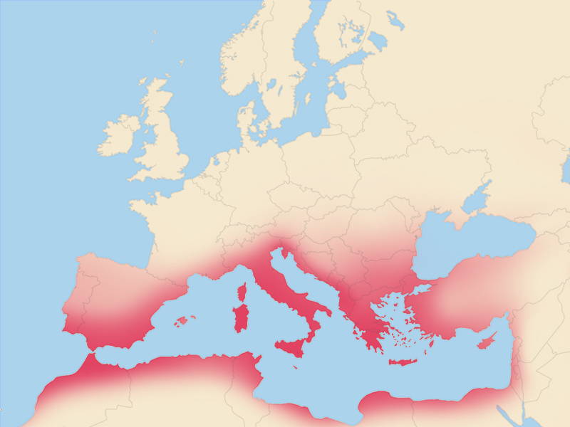 Leishmaniose beim Hund - Therapie, Kosten & Lebenserwartung Leishmaniose beim Hund - Therapie, Kosten & Lebenserwartung